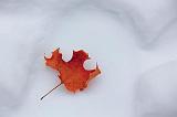 Autumn Amid Winter_12881